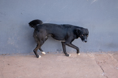 Bolinha