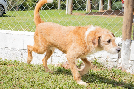 Focinhão 