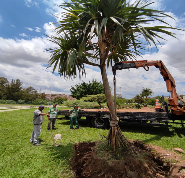 parque-dos-paturis-recebe-acao-de-transplante-de-arvores
