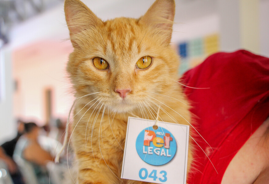 prefeitura-de-carapicuiba-realiza-500-castracoes-de-caes-e-gatos-em-2021
