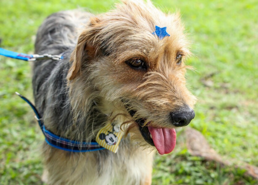 voce-sabia-agora-e-possivel-adotar-gato-ou-cachorro-por-meio-do-site-da-prefeitura-de-carapicuiba