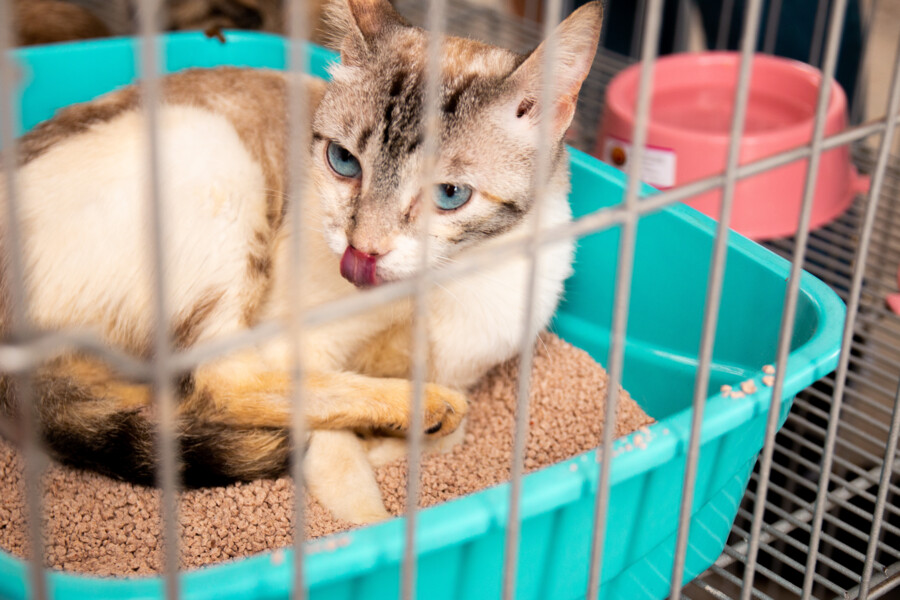 prefeitura-realiza-feira-de-adocao-de-caes-e-gatos-no-jd-santo-estevao