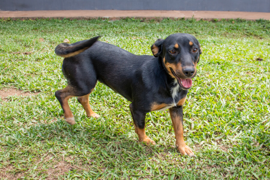 meu-pet-legal-feira-de-adocao-de-caes-e-gatos-acontece-neste-sabado-24-na-ubs-da-vila-cretti