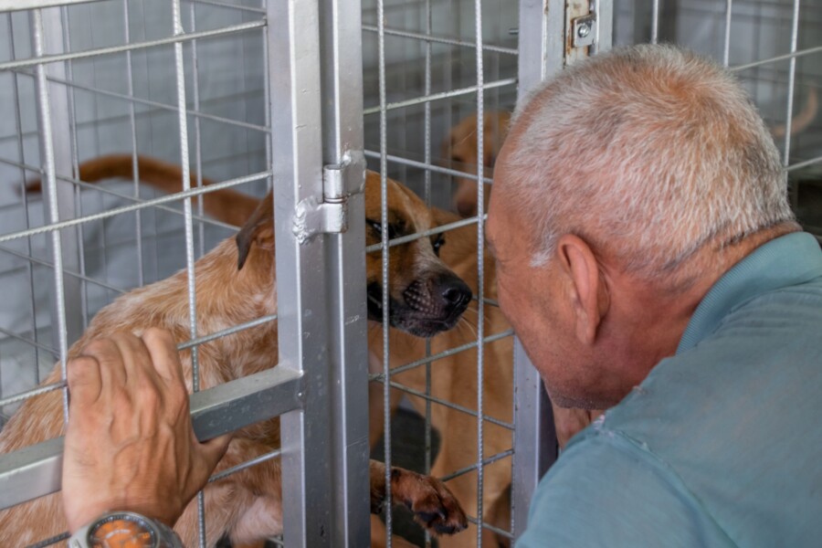 meu-pet-legal-feira-de-adocao-de-caes-e-gatos-acontece-neste-sabado-9