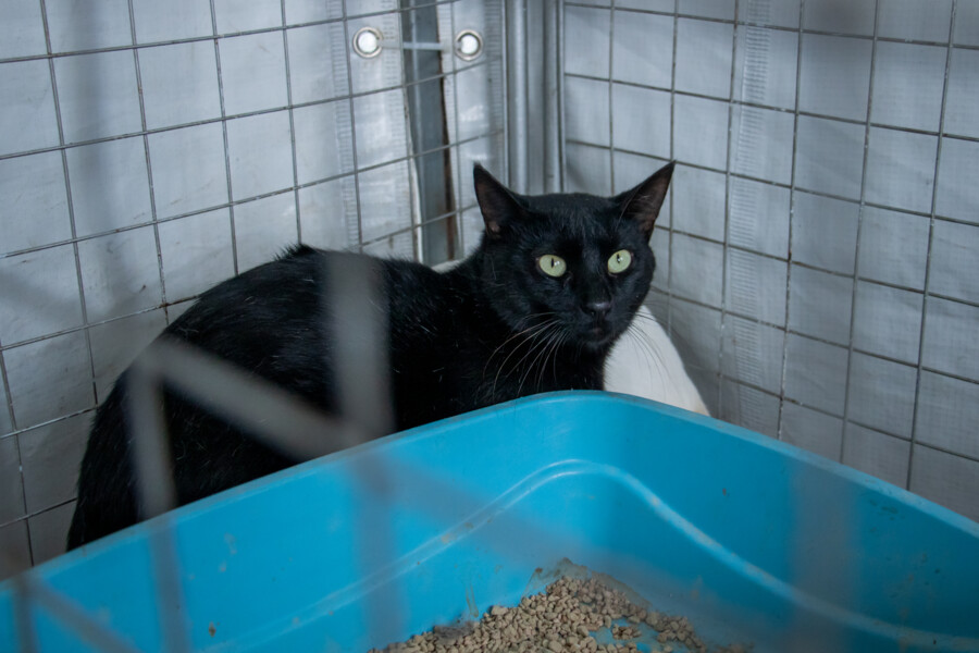 feira-de-adocao-de-caes-e-gatos-acontece-sabado-6-na-cohab-5