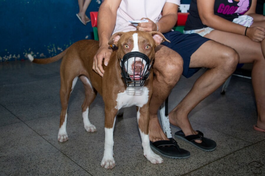 mais-de-500-castracoes-de-caes-e-gatos-foram-realizadas-nos-meses-de-marco-e-abril