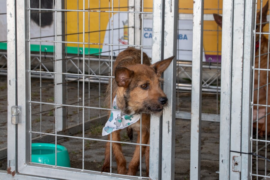 feira-de-adocao-de-caes-e-gatos-sera-realizada-neste-sabado-22