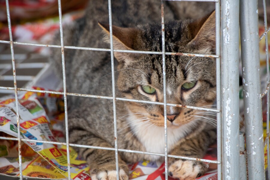 feira-de-adocao-de-caes-e-gatos-acontece-neste-sabado-23-na-cohab-5