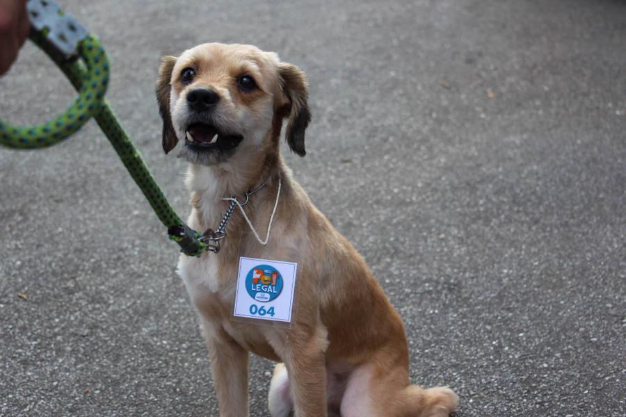 Pet-Legal2.jpg